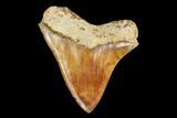 Serrated, Fossil Megalodon Tooth - Indonesia #149836-1